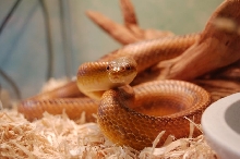 Al