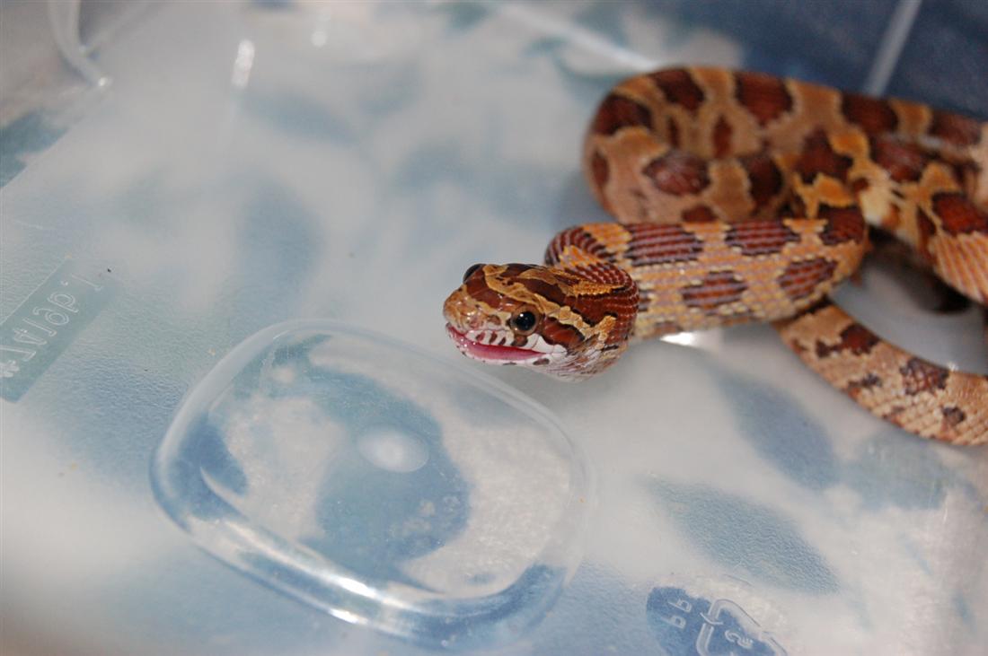 baby eating