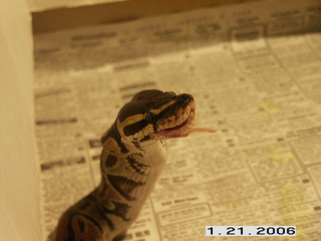 aragorn eating