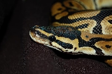 aragorn close up