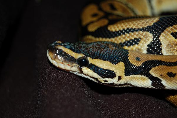 aragorn close up