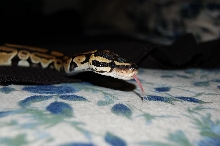 Aragorn's tounge