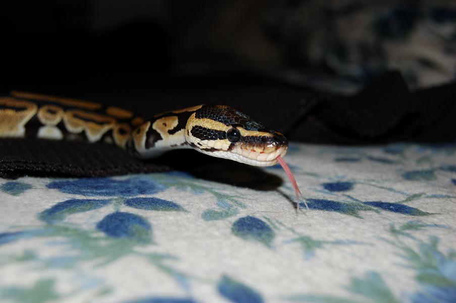Aragorn's tounge