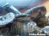 arwen