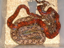 2008 Calico Offspring!!!