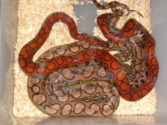 2008 Calico Offspring!!!
