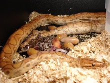 My First Babies