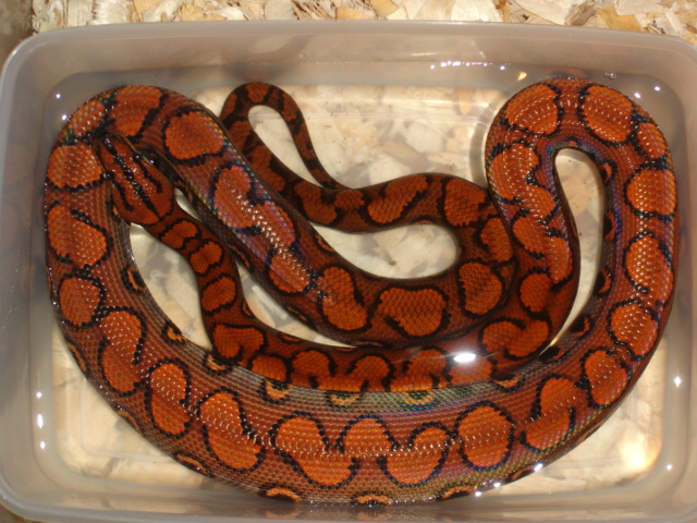Het.Calico BRB Female.