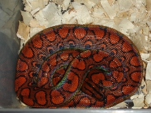 Het.Calico BRB Male.