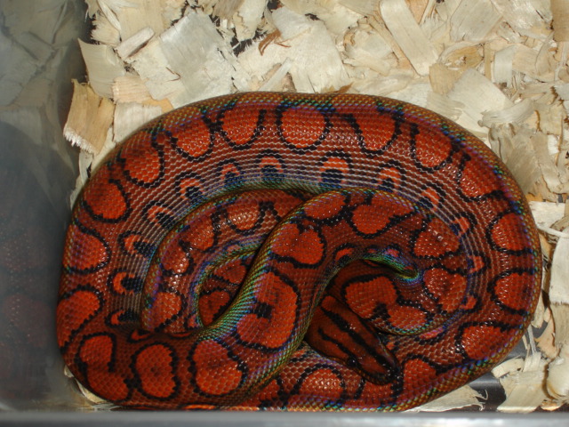 Het.Calico BRB Male.