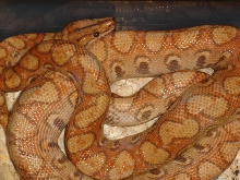 Hypo BRB Color Change!!!