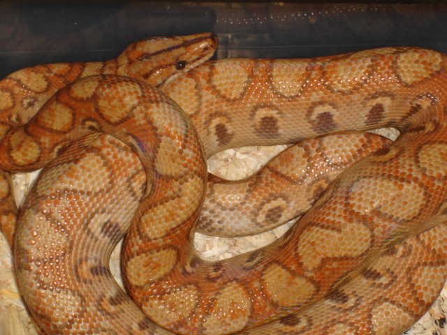 Hypo BRB Color Change!!!