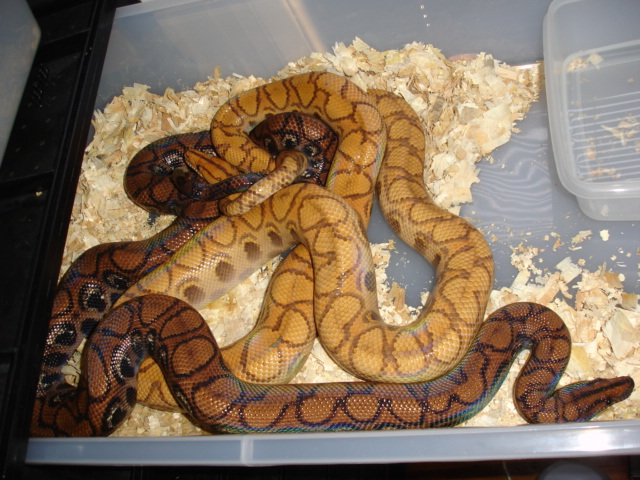 Hypo vs. Anery BRB