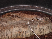 Hypo Red Ackie?