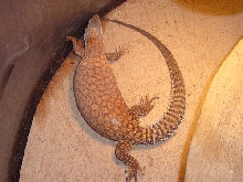 To be gravid or not to be gravid that is the question.