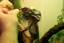 eating