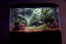 10gal