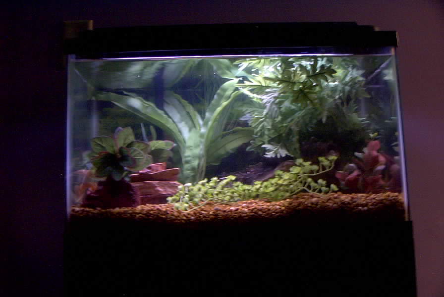 10gal