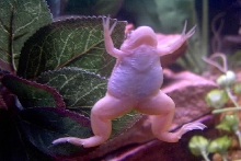 Baby Yuki