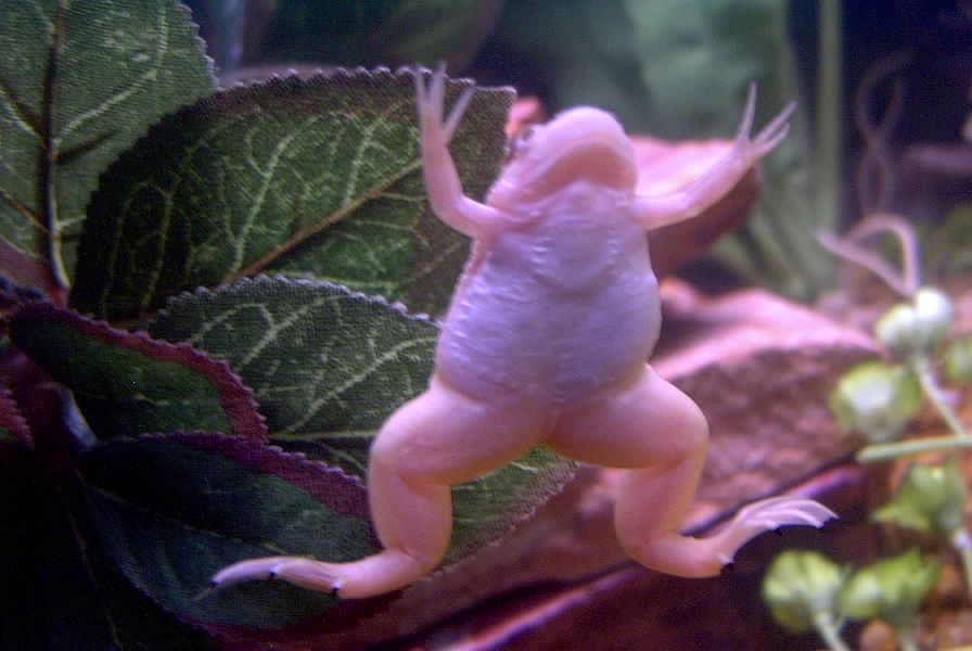 Baby Yuki
