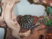 update photo of carpet intergrade from will bird