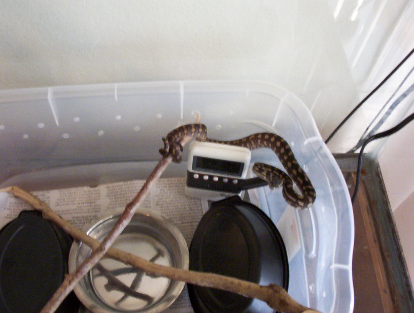 diamond x coastal hatchling from will bird stock