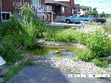 A side view of my pond