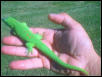 giant day gecko-M