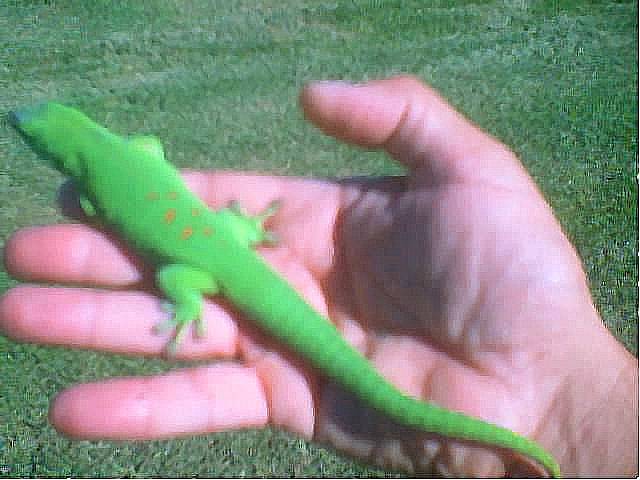 giant day gecko-M