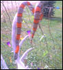 Pheonix/Breeder Male Grayband