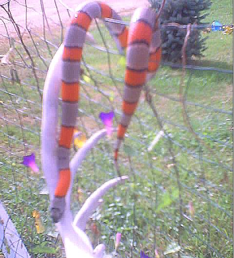 Pheonix/Breeder Male Grayband