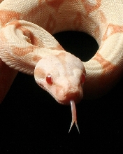 tongue