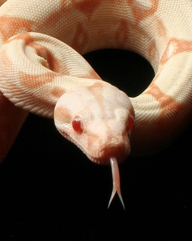 tongue