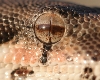 boa eye