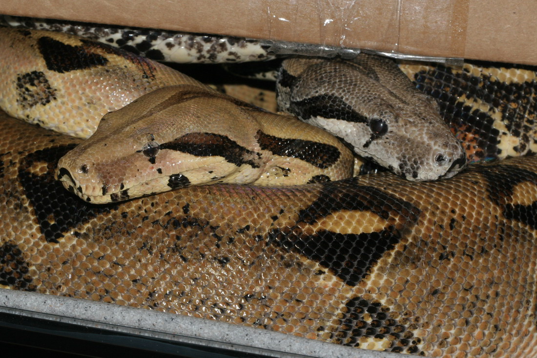 Love Birds Snuggling