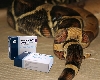 Viagra For Boas