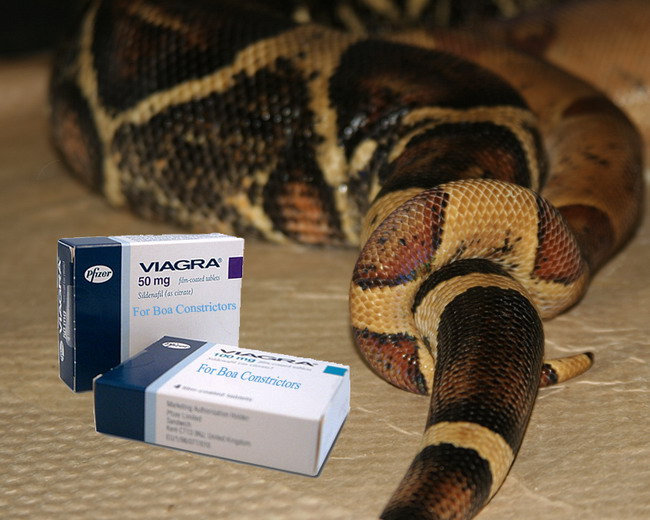 Viagra For Boas