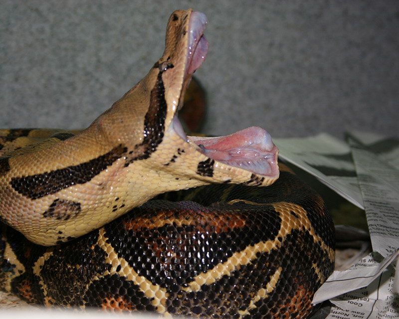 Yawn