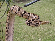 Female Canebrake