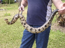Cottonmouth
