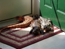 3 female tegus