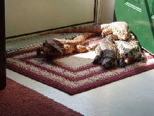 4 female tegus