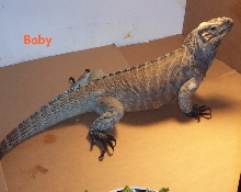 Baby