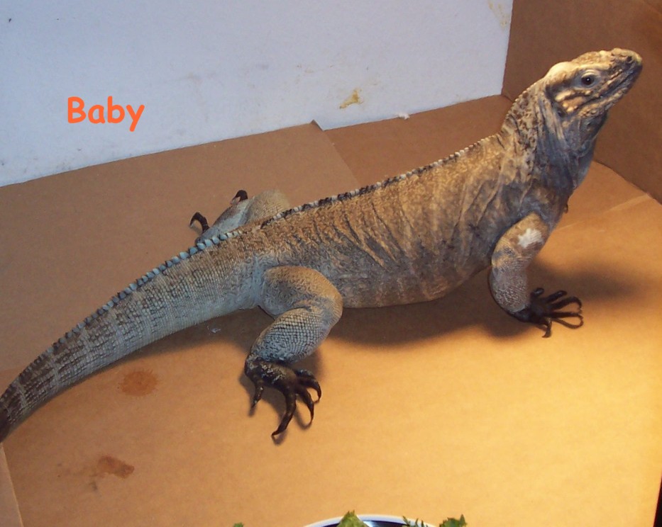 Baby