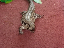 Adult Blue tegu-Bella