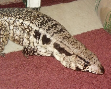 Bella-blue female tegu