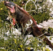 Awesome Cyclura (West Indies)