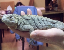 Lewisi hybrid