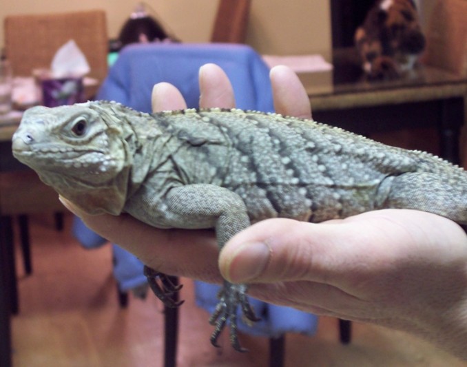 Lewisi hybrid