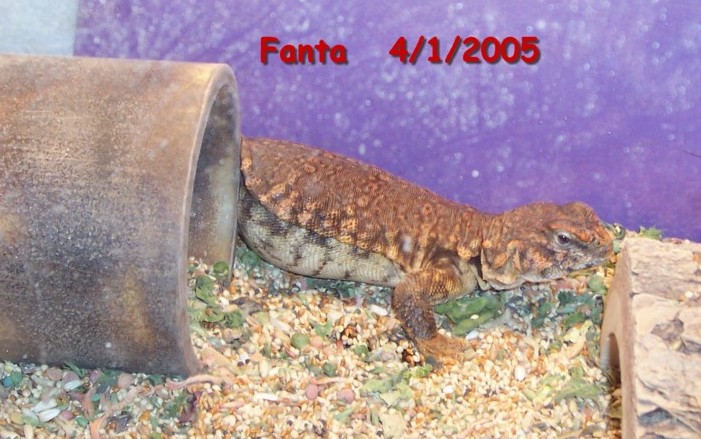 Fanta